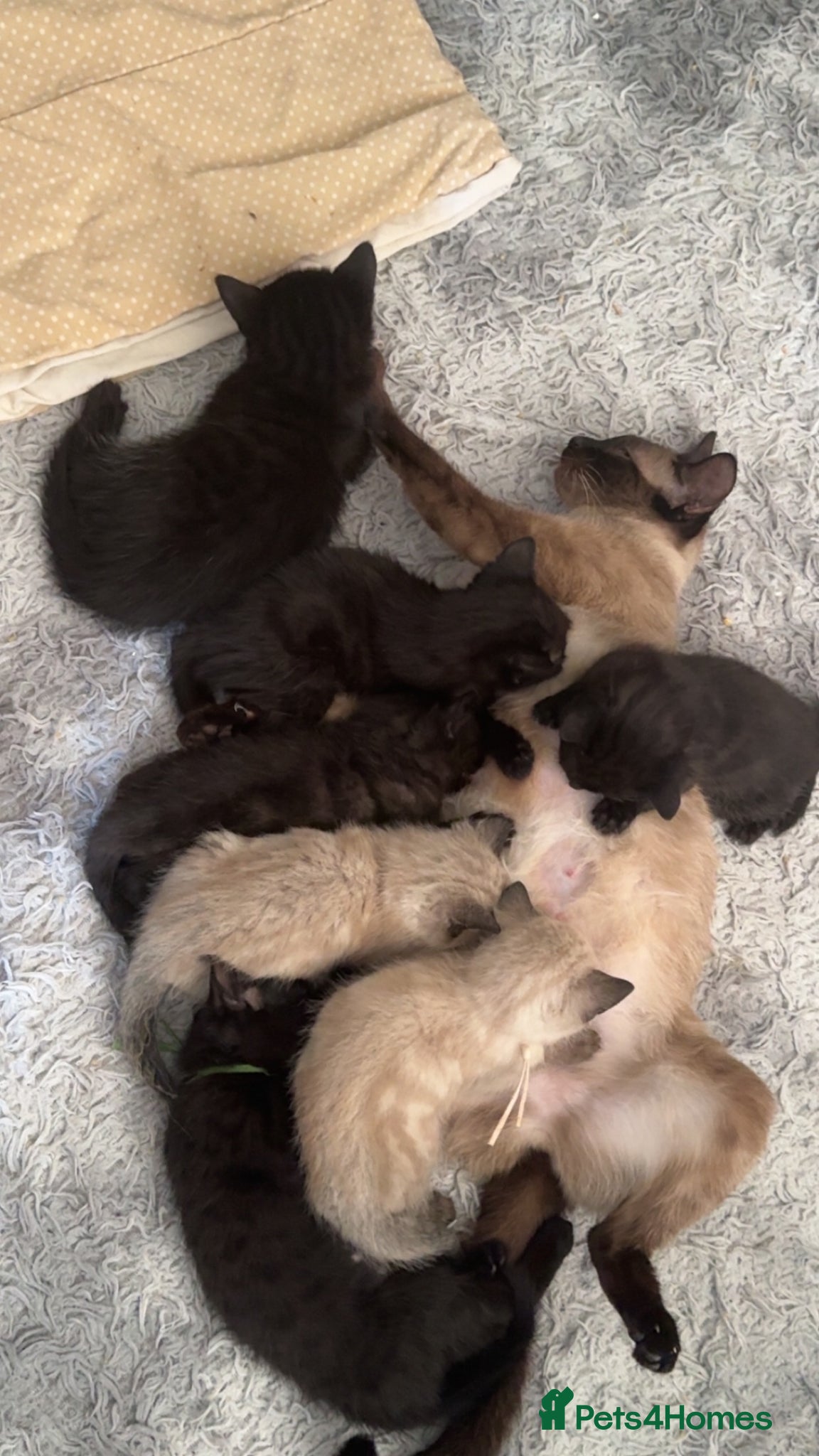 Siamese cats Fluffy Siamese point Bengals  - Advert 9