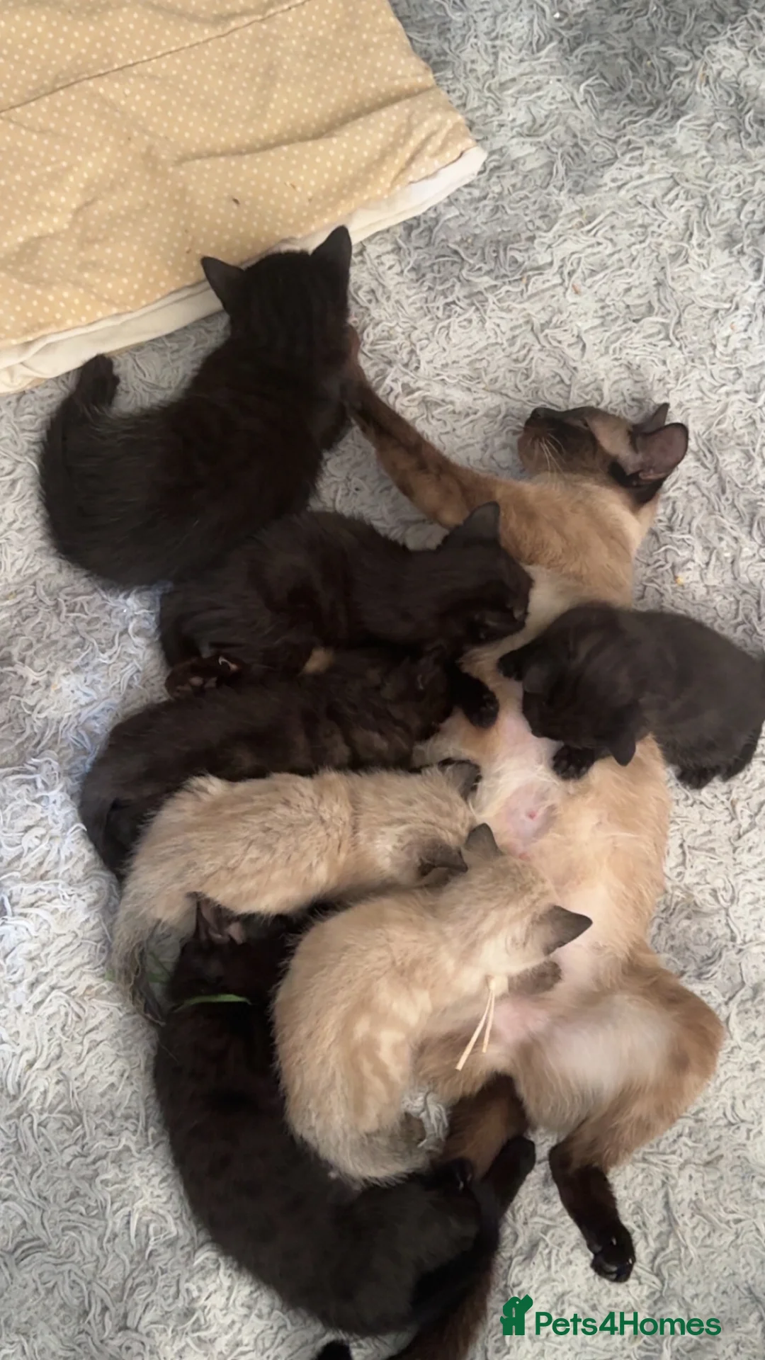 Siamese cats for sale: Fluffy Siamese point Bengals  - Advert 2