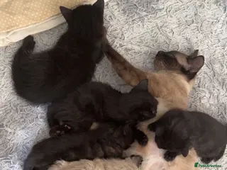 Siamese cats Fluffy Siamese point Bengals - Advert 9