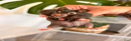 Hamster rodents for sale: Baby syrian hamsters  - Advert 20