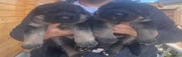 German Shepherd dogs for sale: Exceptional German Shepherd Puppies  - Advert 6