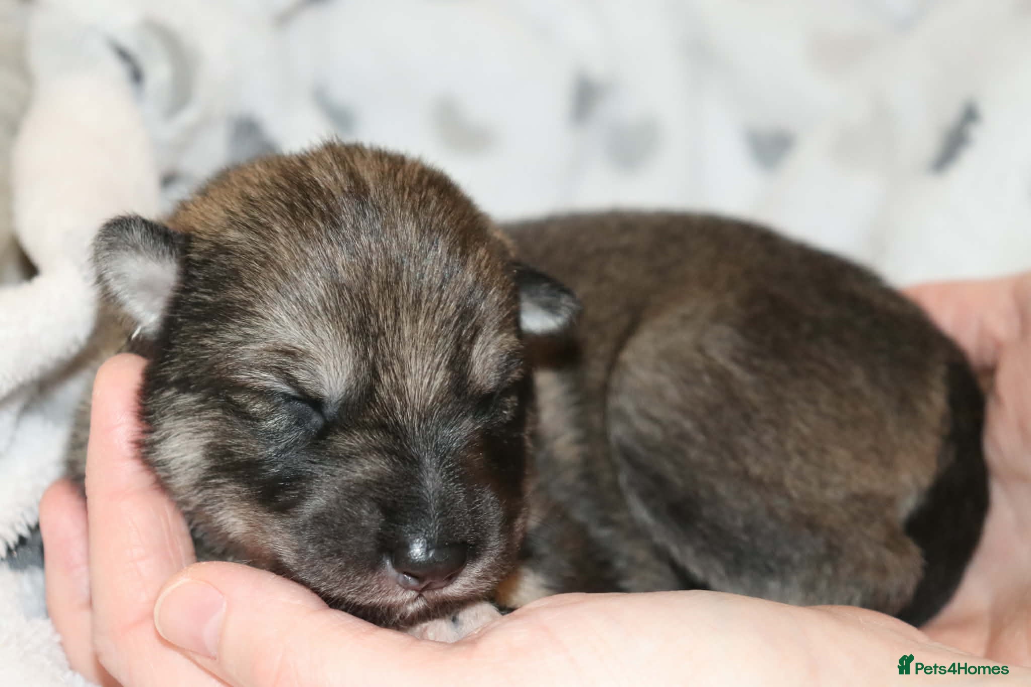 Northern Inuit dogs Timber Dog wolfalike Puppies  - Advert 1