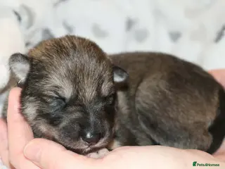 Northern Inuit dogs Timber Dog wolfalike Puppies - Advert 2