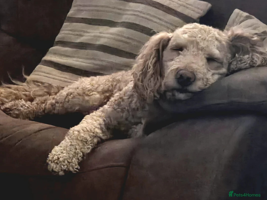 Cockapoo dogs for stud: F2 Cockapoo for stud - Advert 3