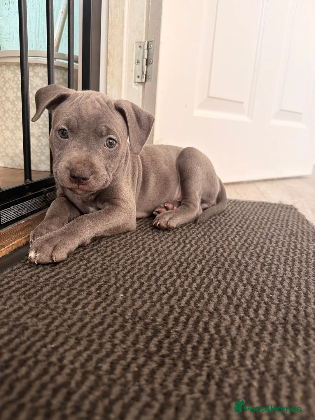 Mixed Breed dogs for sale: C. Graham - Advert 2