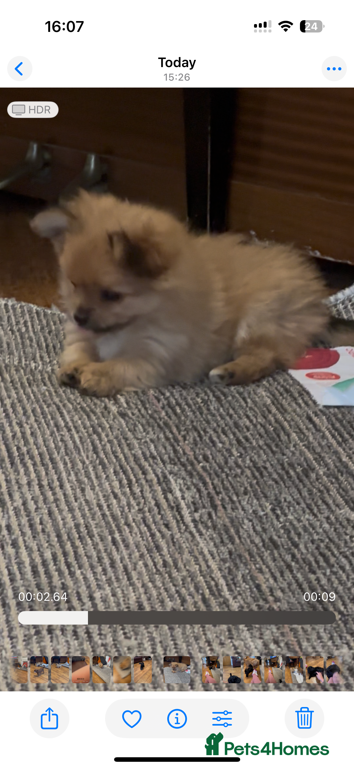 Pomchi dogs stunning fluffy girls  - Advert 18