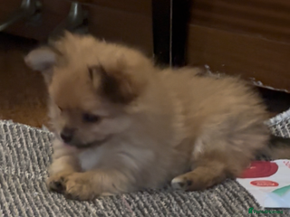 Pomchi dogs stunning fluffy girls - Advert 16