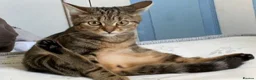 Bengal cats for sale:  female cat 18 months old - Advert 5