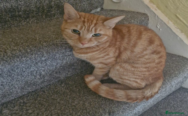 Domestic Shorthair cats Neutered female ginger cat 3 years old - Advert 14