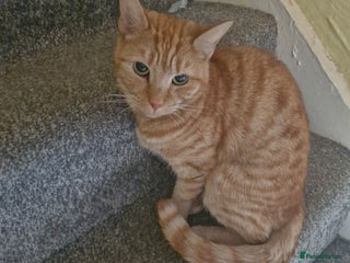 Domestic Shorthair cats Neutered female ginger cat 3 years old - Advert 7