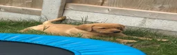 Labrador Retriever dogs for sale: Labrador retriever  in Paignton - Advert 7