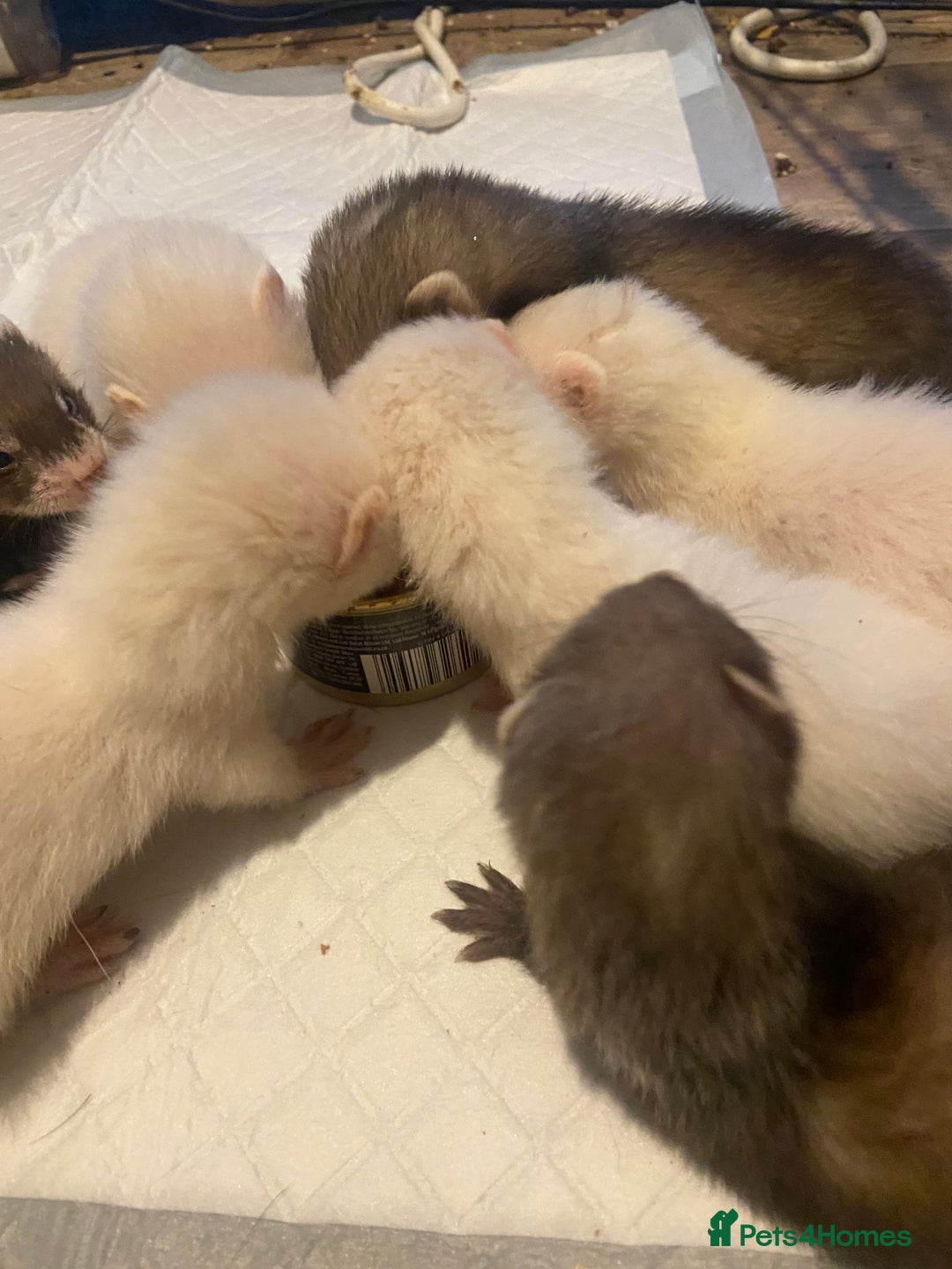 Ferret rodents for sale: Ferrets - Image 14