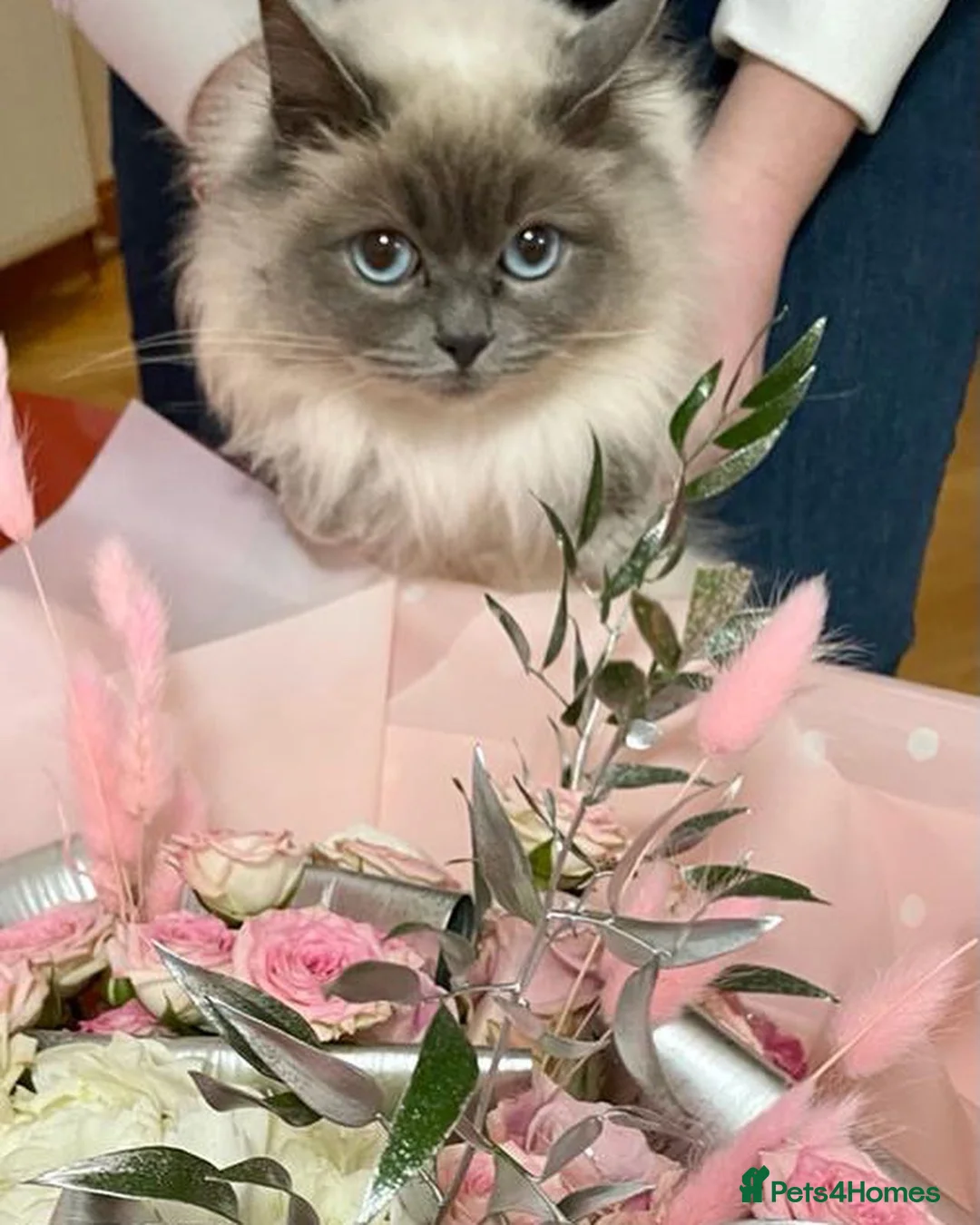 Ragdoll cats for sale: Retired Ragdoll Queen looking for 5 star home - Advert 9