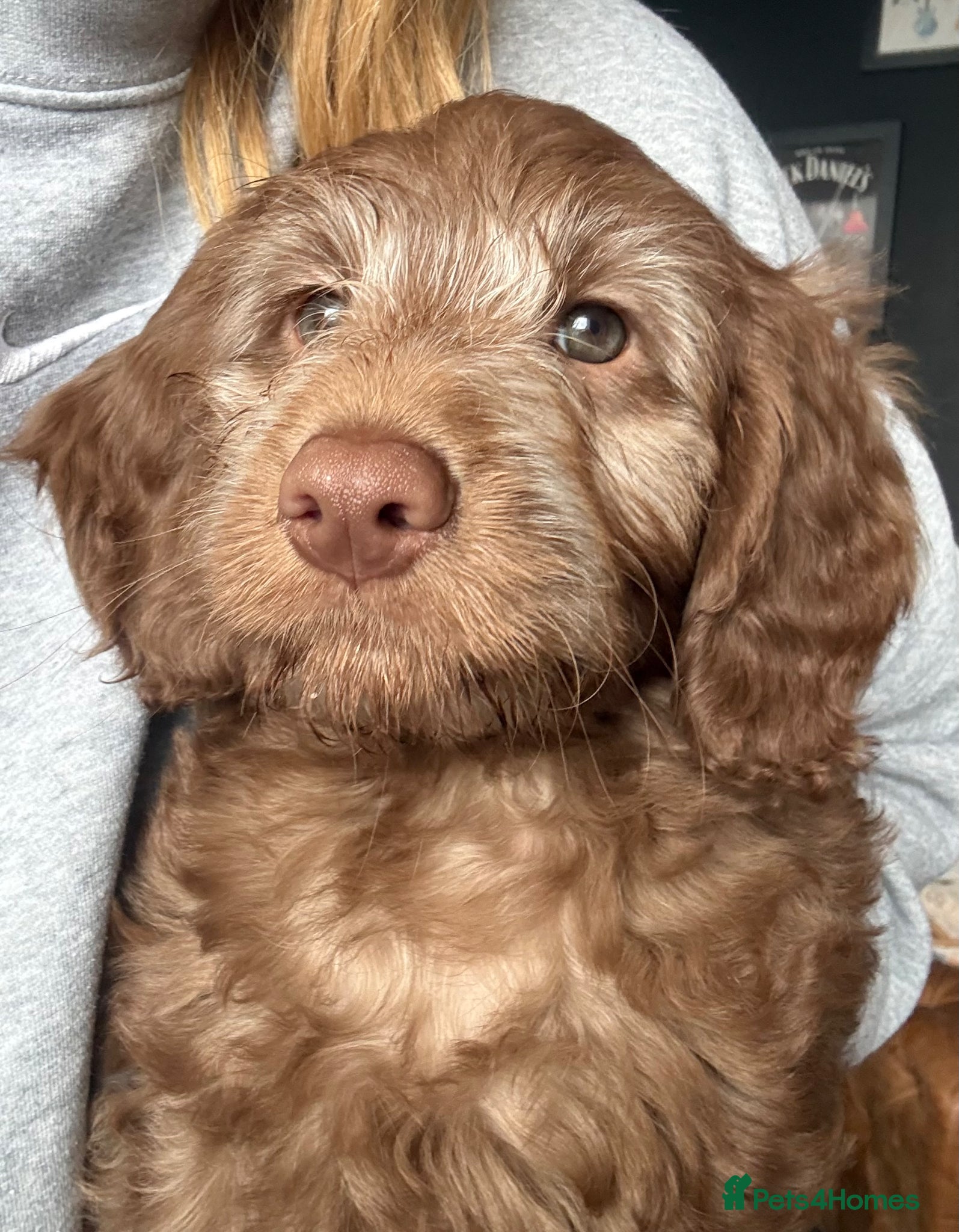 Labradoodle dogs Last 2 Reduced* Ready now - Advert 17