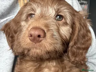 Labradoodle dogs Last 2 Reduced* Ready now - Advert 17