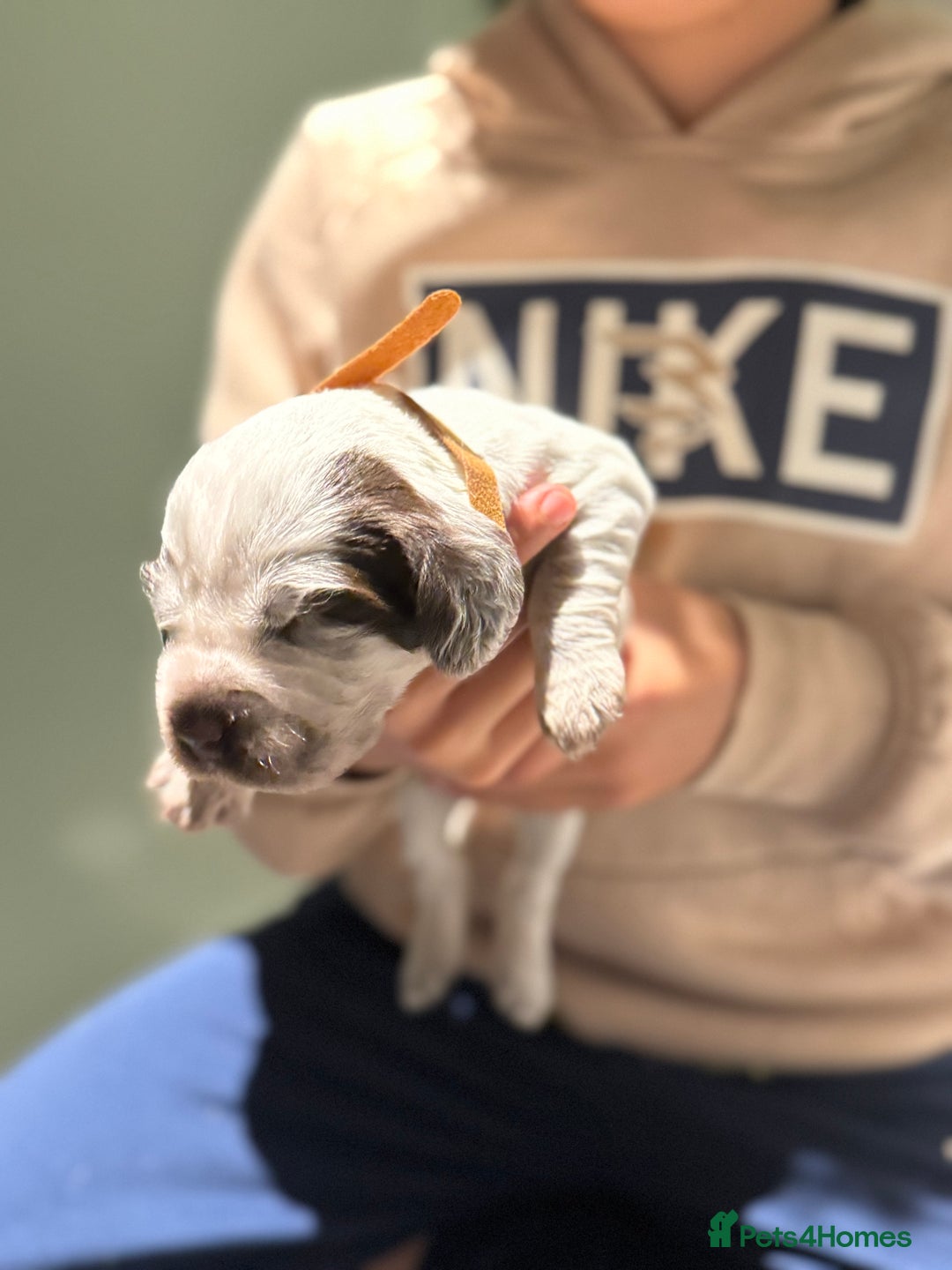 Cocker Spaniel dogs for sale: 8 beautiful show cocker puppies for sale - Advert 6