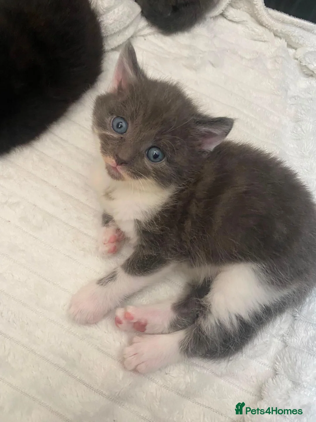 Domestic Shorthair cats for sale: Kittens for sale x5 - Advert 9