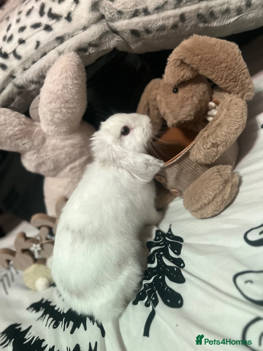 Mixed Breed rabbits for sale: Berry - Mini lion lop - Advert 2