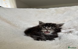 Maine Coon cats for sale: KING-SIZE MAINE COON CUBS HEALTH TESTED - Image 8
