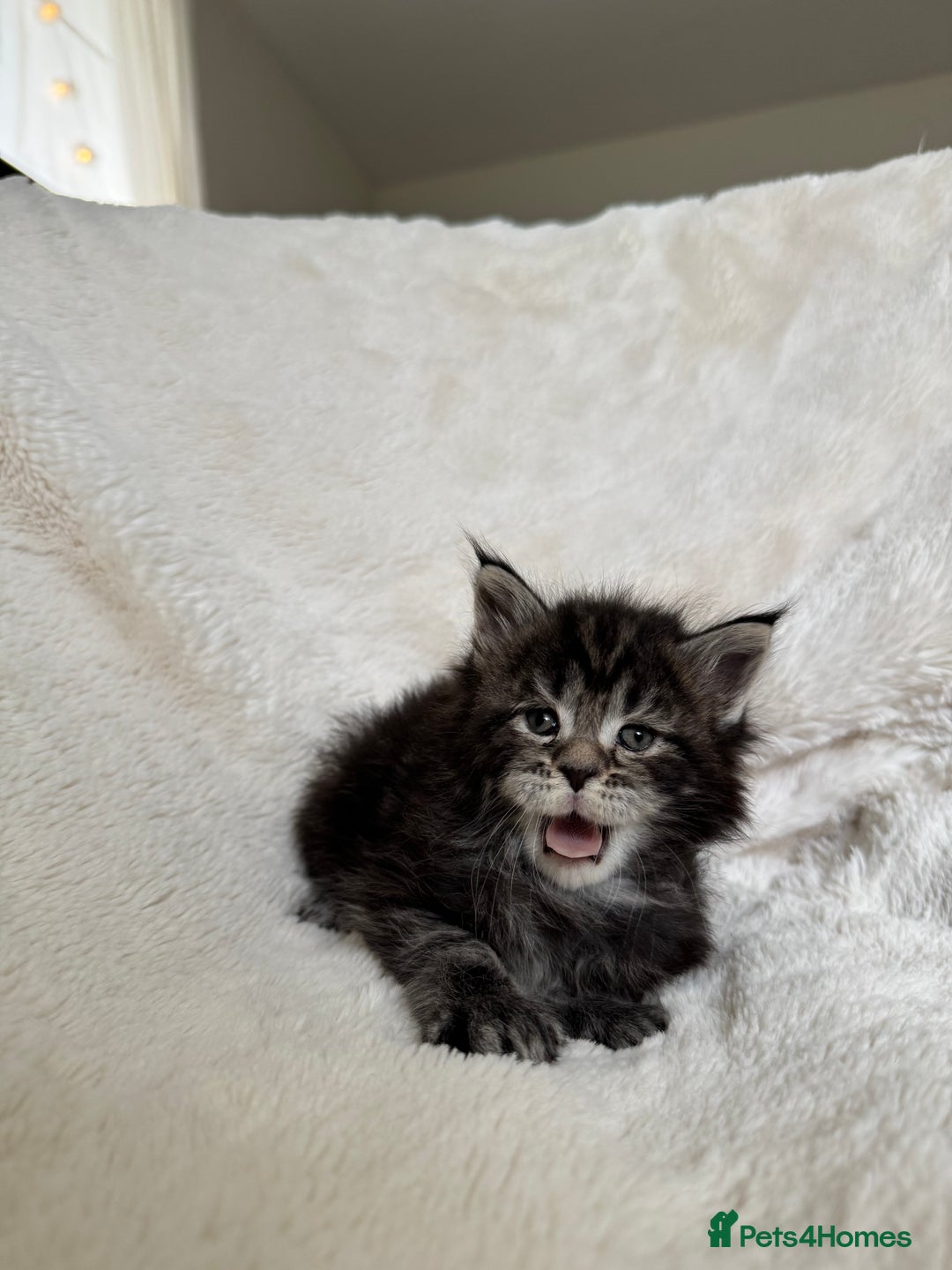 Maine Coon cats for sale: KING-SIZE MAINE COON CUBS HEALTH TESTED - Image 8