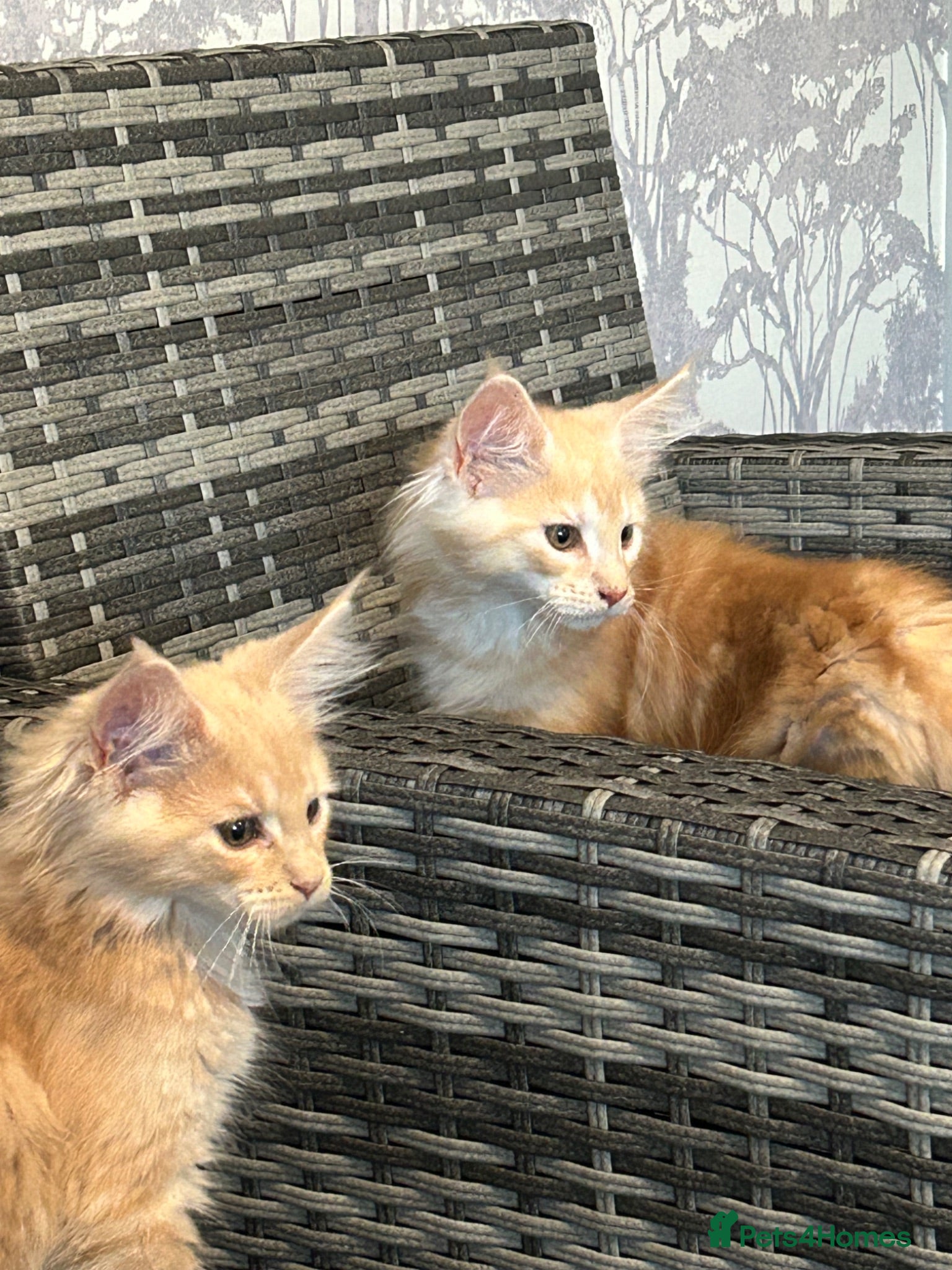 Maine Coon cats READY TO LEAVE PRICE REDUCTION  😻😻 - Advert 17