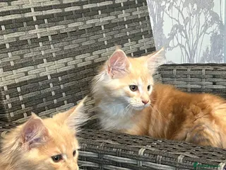 Maine Coon cats READY TO LEAVE PRICE REDUCTION 😻😻 - Advert 17