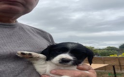 English Springer Spaniel dogs for sale: English springer spaniels  - Image 3