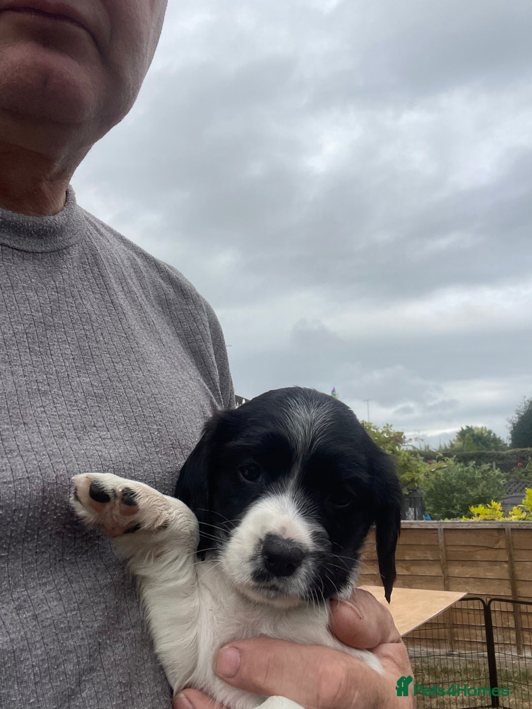 English Springer Spaniel dogs for sale: English springer spaniels  - Image 3