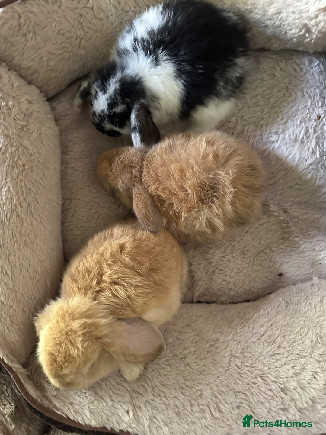 Mini Lop rabbits for sale: Mini lop pure bred babies - Advert 1