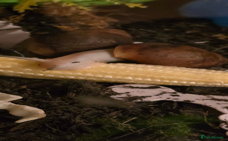 Snails invertebrates - Advert 1