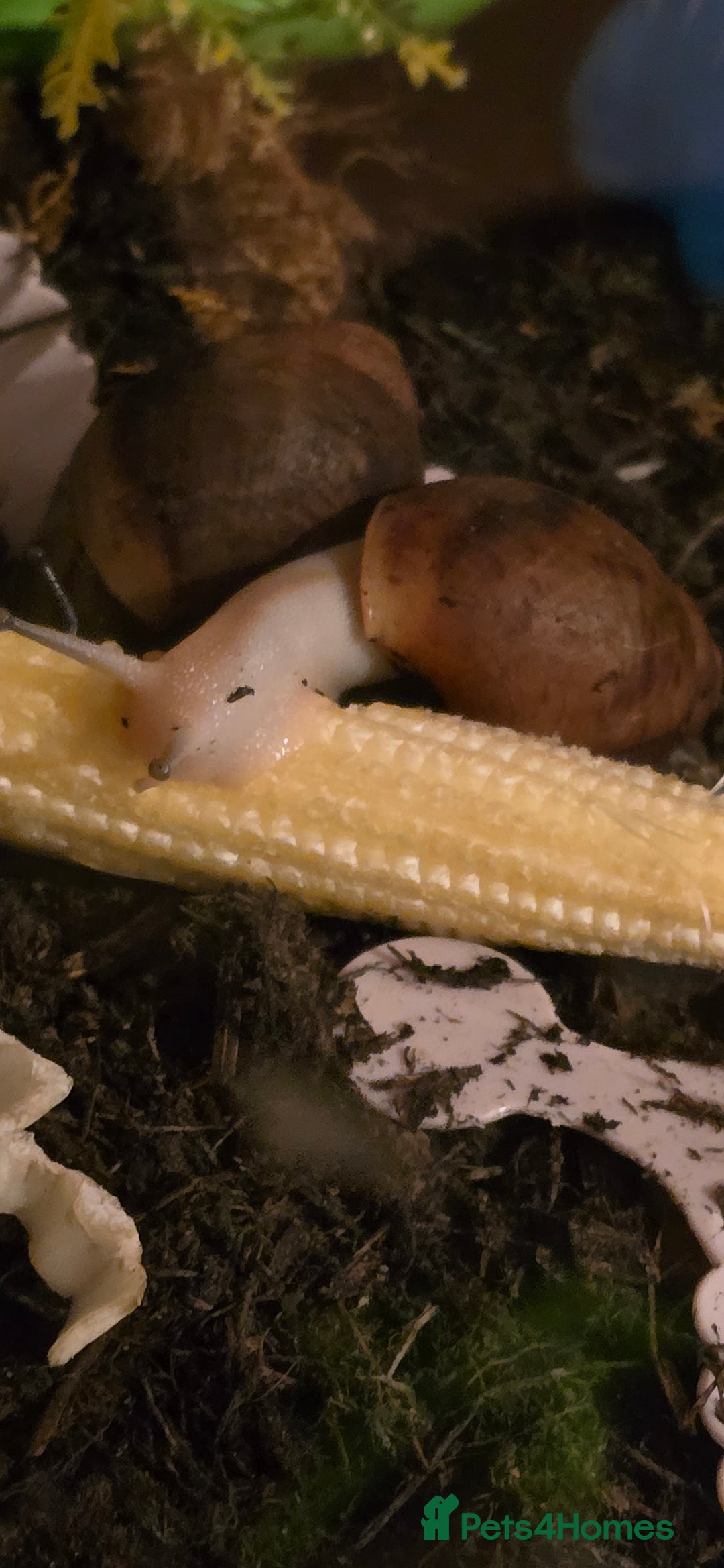 Snails invertebrates for sale: Ovum giant african land snails - Image 1