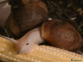 Snails invertebrates - Advert 1