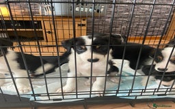 Border Collie dogs for sale: Border collies Dundee  - Image 31