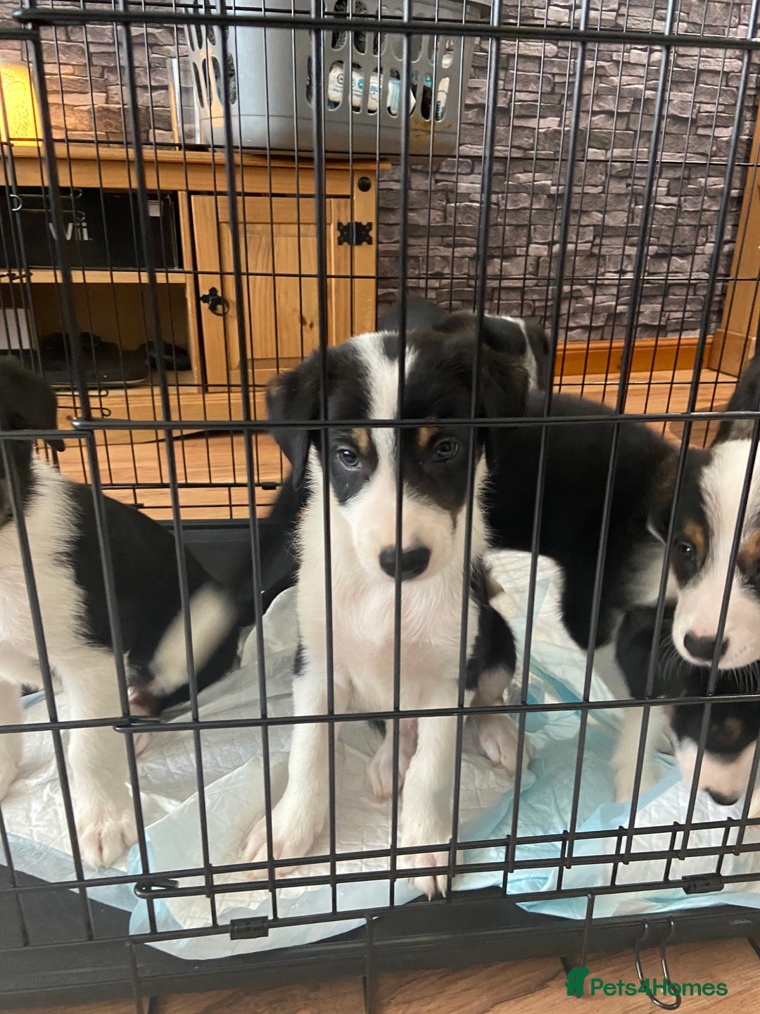 Border Collie dogs for sale: Border collies Dundee  - Image 31