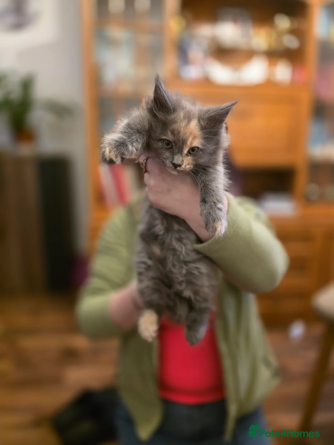 Maine Coon cats for sale: XL Maincoon kittens - Advert 12