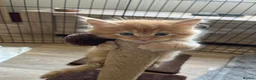 Maine Coon cats for sale: Stunning Mainecoon Kittens - Advert 22
