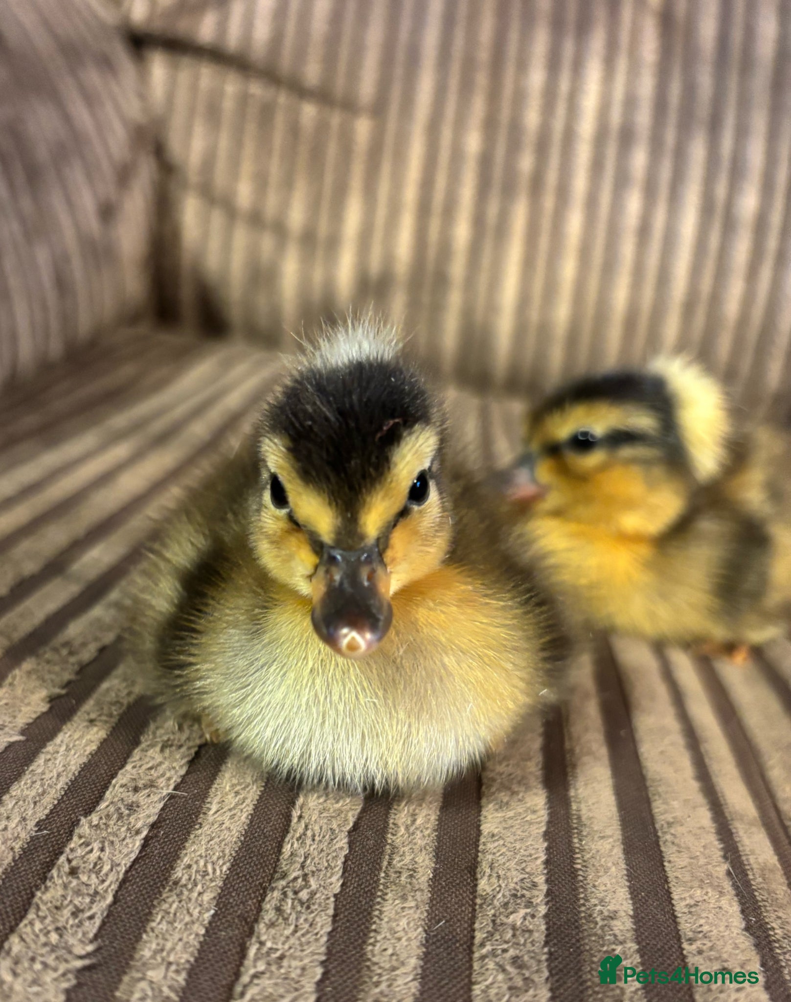 Ducks poultry Crested Miniature Appleyard Ducklings - Advert 2