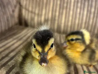 Ducks poultry Crested Miniature Appleyard Ducklings - Advert 2