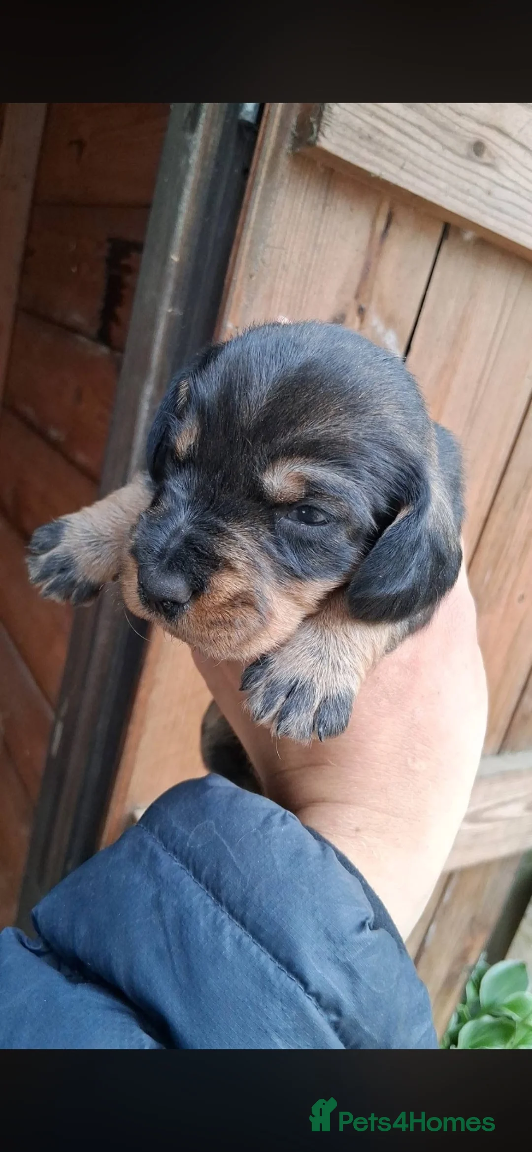 Dachshund dogs for sale: Wire haired dachshund puppies  - Advert 2