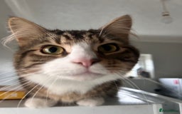 Maine Coon cats for sale: Maincoon mix  - Advert 3