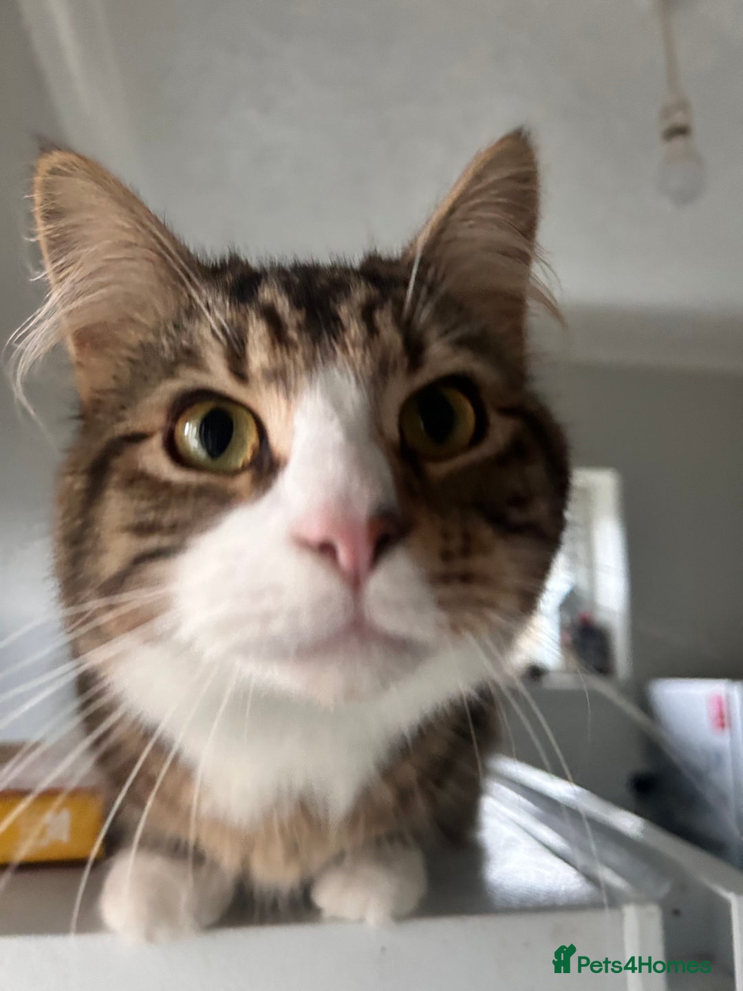 Maine Coon cats for sale: Maincoon mix  - Advert 3