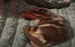 Dachshund dogs for sale: Beautiful miniature dachshunds  - Image 36