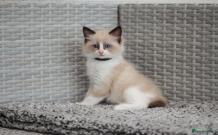 Ragdoll cats in Tamworth - Advert 3