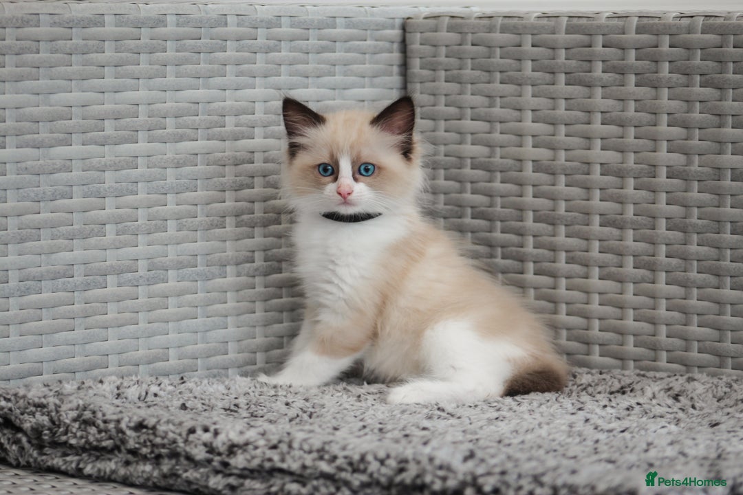 Ragdoll cats for sale: 🐈✨ Tica Registered Ragdoll Kittens in Tamworth - Image 1