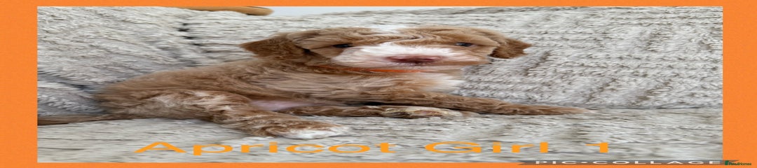 Cockapoo Puppy 6