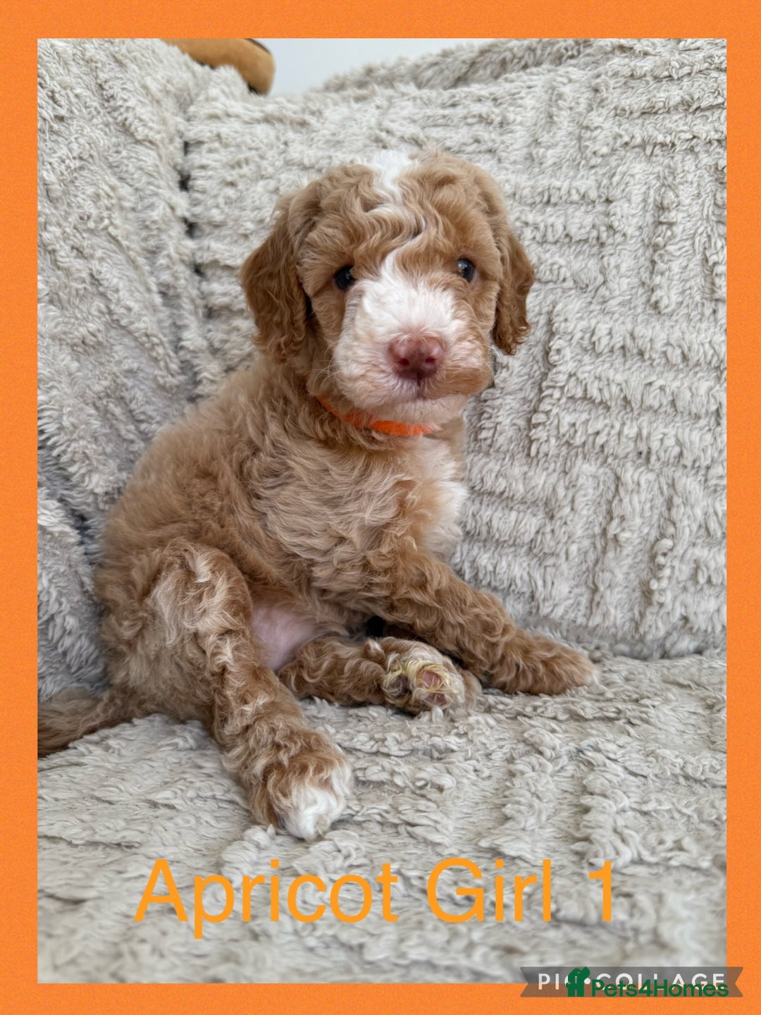 Cockapoo dogs for sale: Stunning F1B Merle Cockapoo Puppies!!!! - Image 12