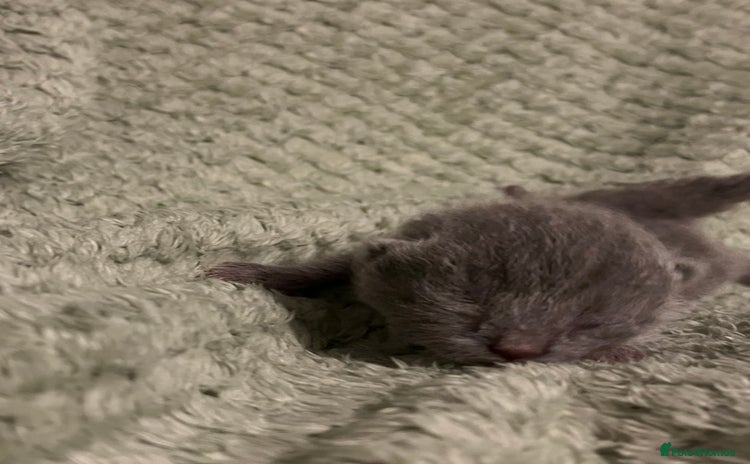 British Shorthair cats - Advert 1