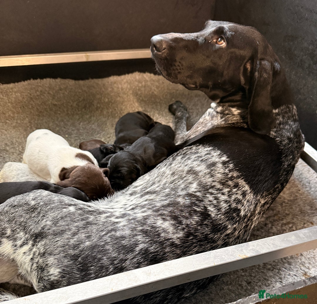German Shorthaired Pointer dogs for sale: KC GSP Pups Health Tested Parents - Advert 14