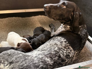 German Shorthaired Pointer dogs - Advert 1