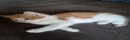 Mixed Breed cats for sale: Very nice kittens:3 boys and 3 girls - Advert 9